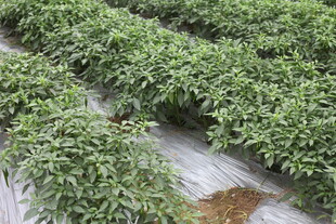 湛江整齐排列的绿色辣椒植株