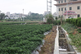 湛江乡村农田景象