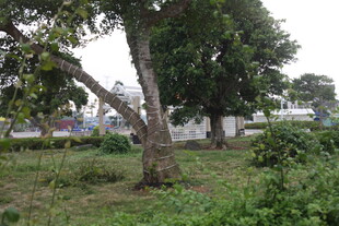 湛江户外绿树与草地景致