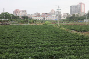 湛江城郊绿色农田景观