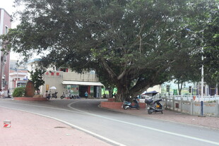 湛江街道旁的繁茂大树