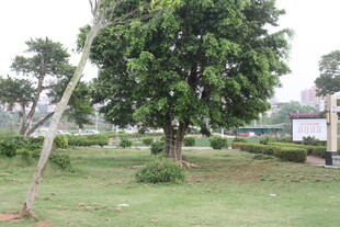 湛江户外绿树草地景致