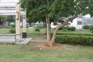 湛江公园内的绿树与休憩凉亭