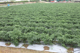 湛江绿色蔬菜种植农田