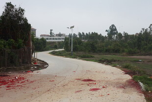 湛江乡间小路现斑斑红色痕迹