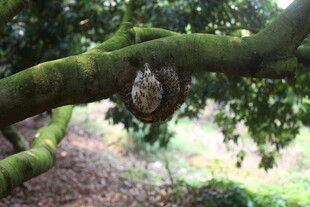 树上悬挂的蜂巢