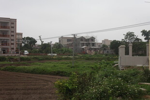 湛江城郊田野景象