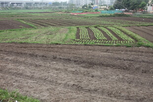 湛江农田景象 整齐排列的作物