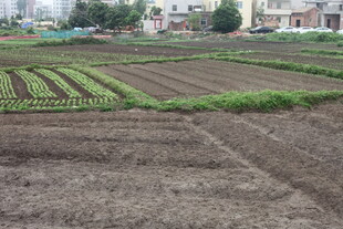 湛江田园农田景象
