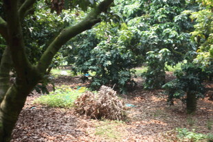 果园景象 繁茂果树与落叶