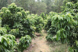 湛江茂密的植物种植园