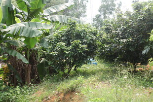 湛江林间小道 绿意盎然的自然景