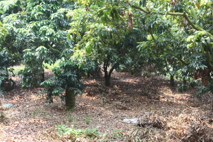 果园里繁茂的果树景象