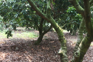 湛江果园中的繁茂果树