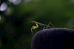 栖息于物体上的绿色螳螂电脑壁纸
