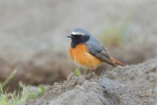 灰喉红尾鸲站立于地面电脑壁纸