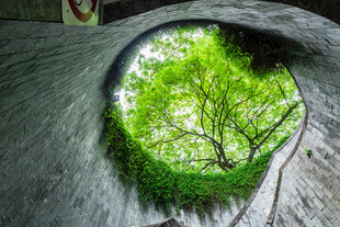 透过树洞望翠绿生机