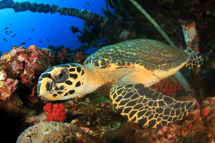 海底遨游的玳瑁海龟