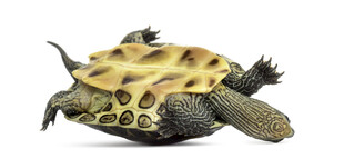 花纹独特的爬行乌龟