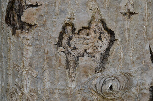 树皮上的自然纹理图案