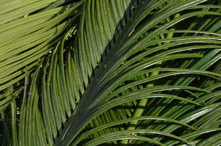 翠绿棕榈叶特写