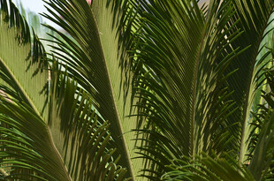 茂密棕榈叶特写