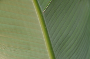 翠绿叶片的清晰纹理特写