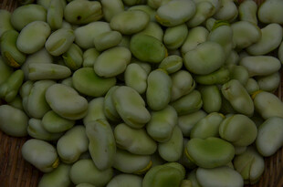 新鲜饱满的青蚕豆