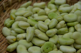 新鲜嫩绿的饱满蚕豆