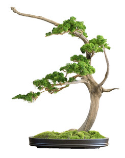 精致盆景 绿意盎然韵味足