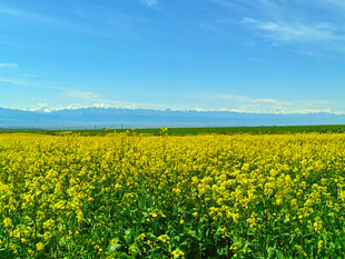 新疆昭苏县油菜花