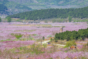 北京平谷桃花海风光