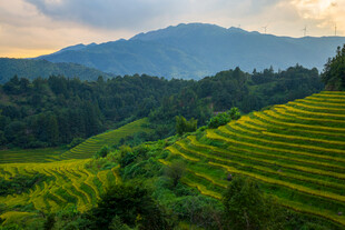 福建南靖田螺坑梯田水稻风光