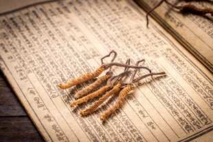 复古中医书上的冬虫夏草