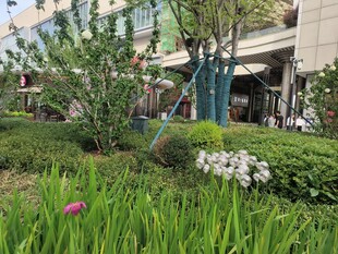 城市中葱郁的花草景观