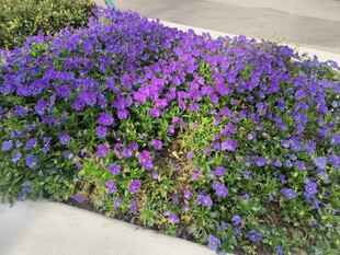 紫色花卉墙自然之美