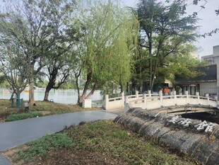 湖畔小径旁的葱郁景致