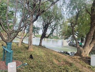 公园林间草地与水域景观