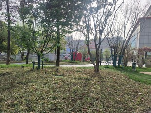 城市中的静谧绿化景观