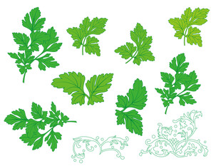 艾草矢量手绘插画线条