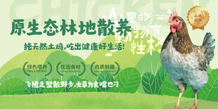 农家散养土鸡