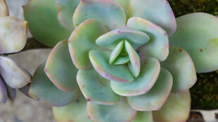 清新多肉植物特写