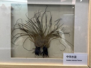 中华水韭 自然博物馆 标本