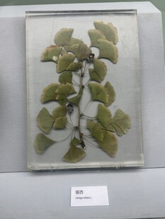 植物标本展示