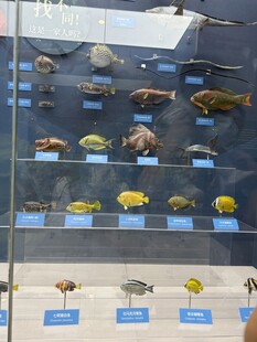 多样鱼类标本展示