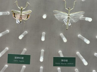 昆虫标本展示