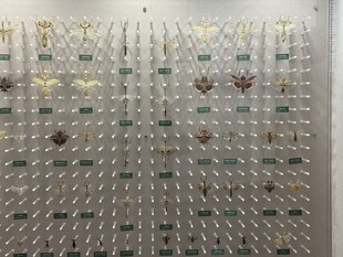 昆虫 蝴蝶 标本