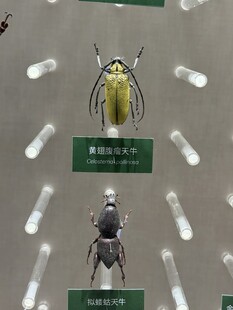 昆虫标本展示 天牛