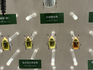 昆虫标本展示 金龟