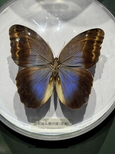蓝紫蝴蝶标本特写